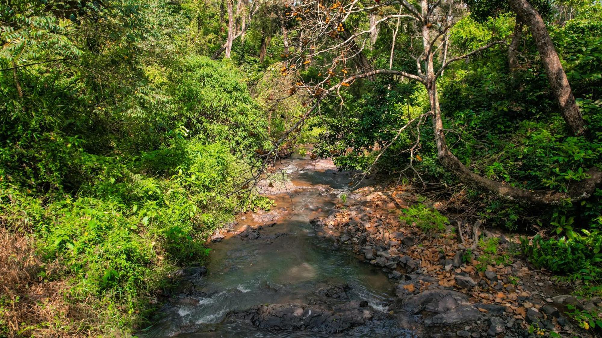 Kingmaker'S Plantation With River Stream Madikeri Luaran gambar
